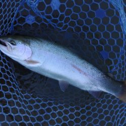 久しぶりにフライも　～岡崎トラウトポンド～